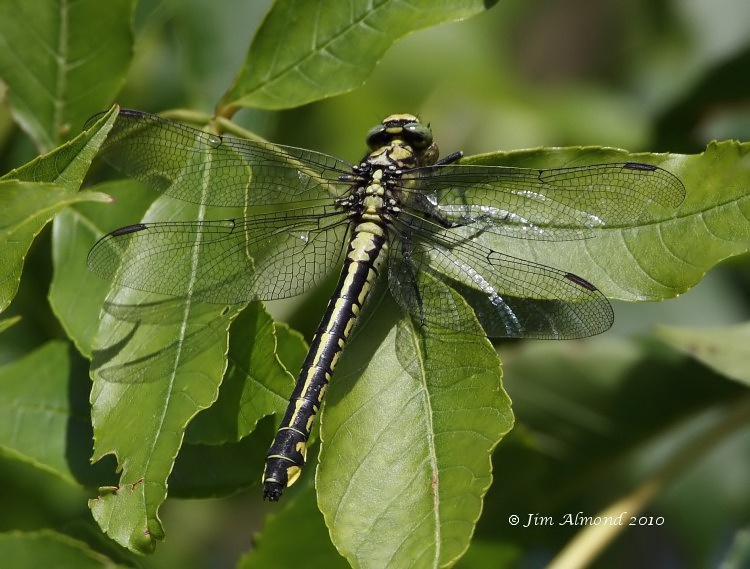 sbgallery  Clubtail Dragonfly female LLanymynech 7 8 10 IMG_3428_filtered